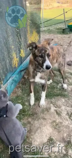 hond vermist 51700 Igny-Comblizy Vaïana hond lost 51700 Igny-Comblizy Vaïana