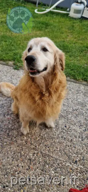 cane lost   51150 Condé-sur-Marne Olaf