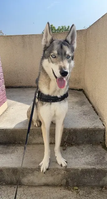 chien lost   51520 Saint-Martin-sur-le-Pré Orio