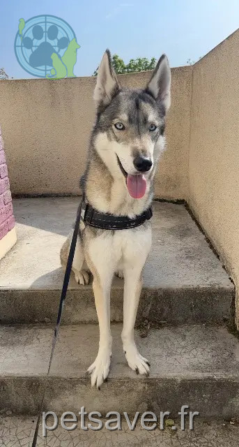 cane perso 51520 Saint-Martin-sur-le-Pré Orio cane lost 51520 Saint-Martin-sur-le-Pré Orio