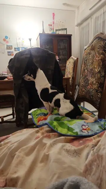 chien lost   51100 Reims Cookie