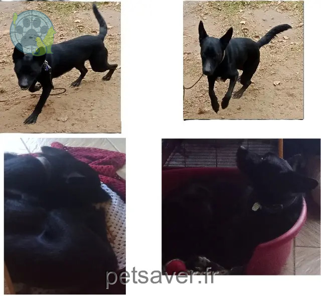 Hund vermisst 51290 Arrigny Rocky Hund lost 51290 Arrigny Rocky