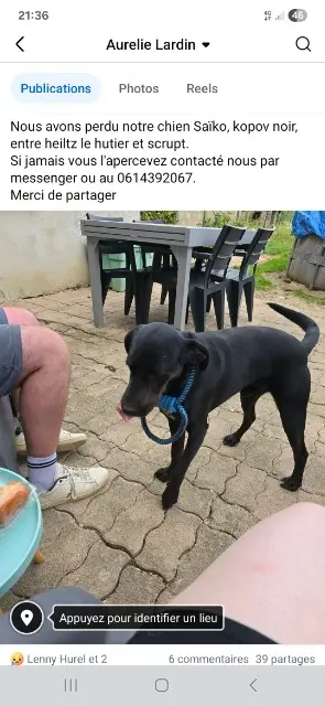 chien lost   51300 Heiltz-le-Hutier Saïko