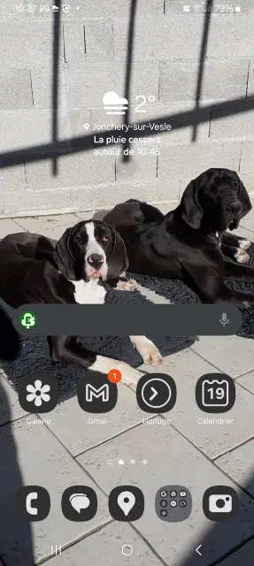 chien lost   51140 Pévy Tanos