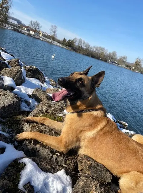 chien lost   52600 Heuilley-le-Grand Pako