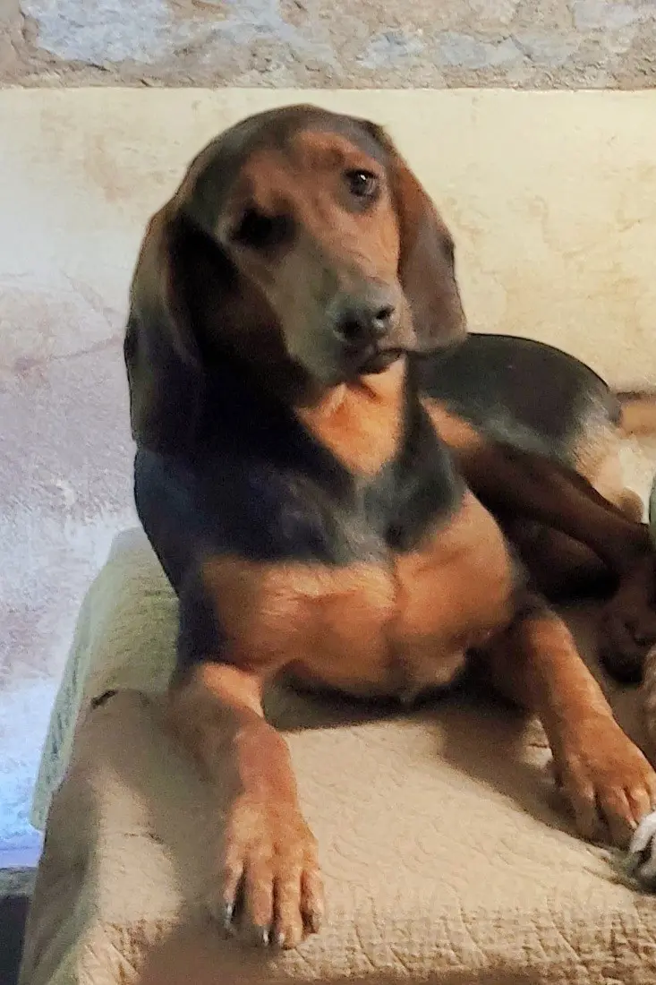perro perdido Rue d'Anjou 53410 Bourgon perro lost Rue d'Anjou 53410 Bourgon