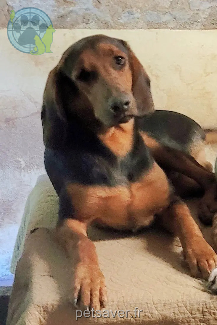 cane perso Rue d'Anjou 53410 Bourgon cane lost Rue d'Anjou 53410 Bourgon
