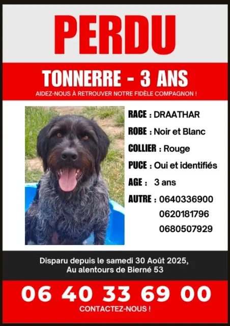 chien lost   53290 Bierné-les-Villages Tonnerre