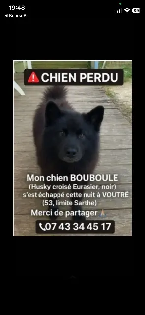 chien lost   53600 Voutré Bouboule