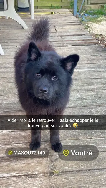chien lost   53600 Voutré Bouboule
