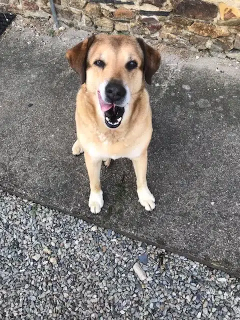 chien lost   53970 Nuillé-sur-Vicoin Crocus