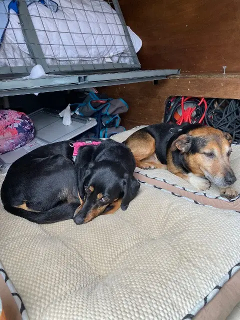 chien lost   53170 Bazougers Loupy