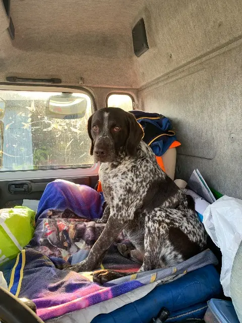 chien lost   53700 Saint-Mars-du-Désert Olaf