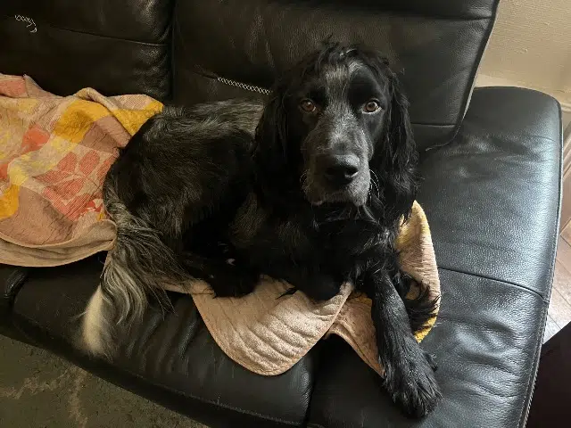 chien lost   53000 Laval Pablo