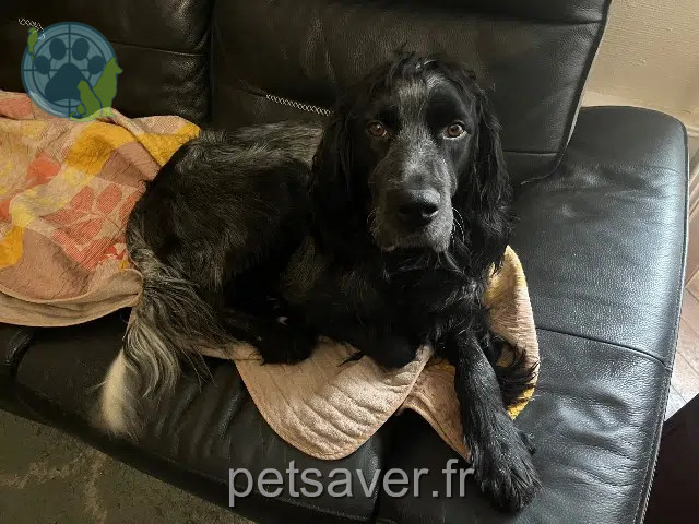 dog lost 53000 Laval Pablo dog lost 53000 Laval Pablo