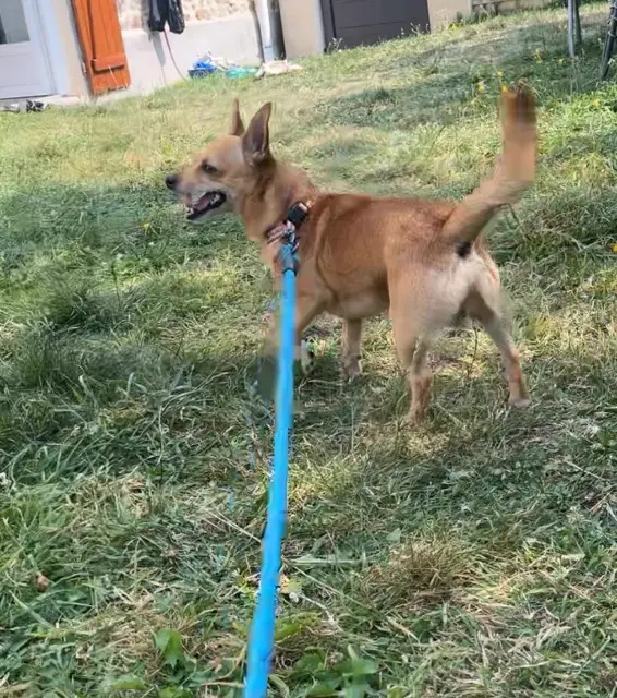 chien lost   53250 Charchigné Pepito