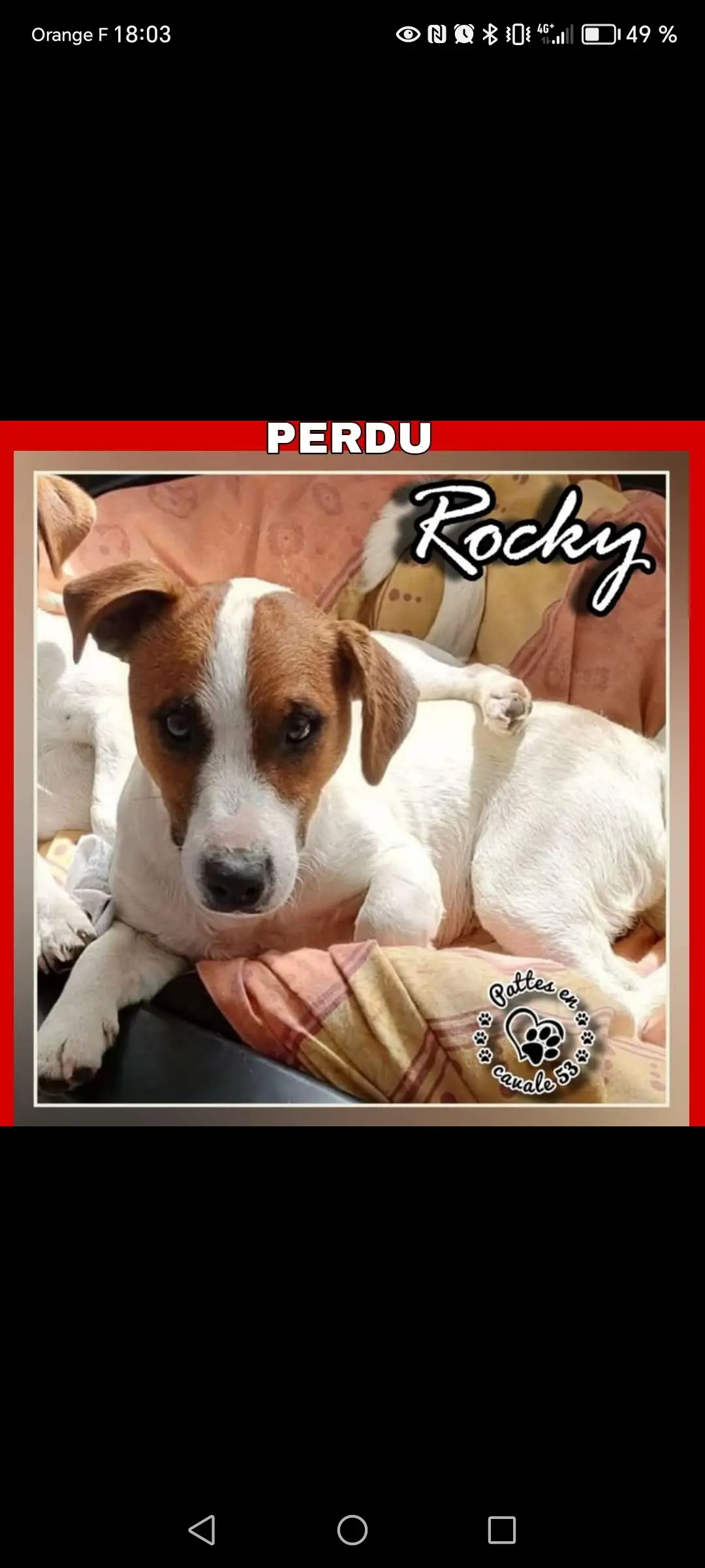 dog lost Chemin de la Dinais 53500 Saint-Pierre-des-Landes Rocky dog lost Chemin de la Dinais 53500 Saint-Pierre-des-Landes Rocky