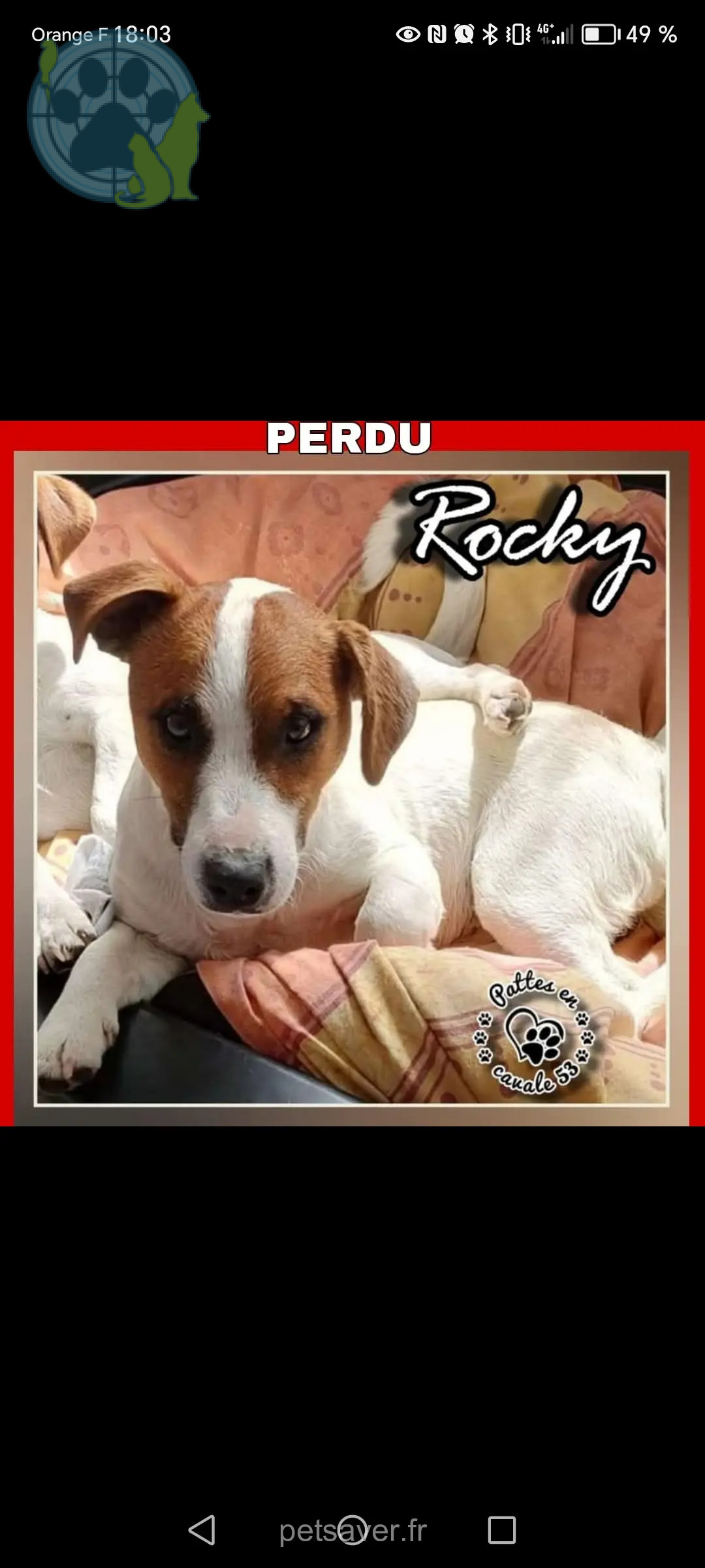 chien perdu Chemin de la Dinais 53500 Saint-Pierre-des-Landes Rocky chien lost Chemin de la Dinais 53500 Saint-Pierre-des-Landes Rocky