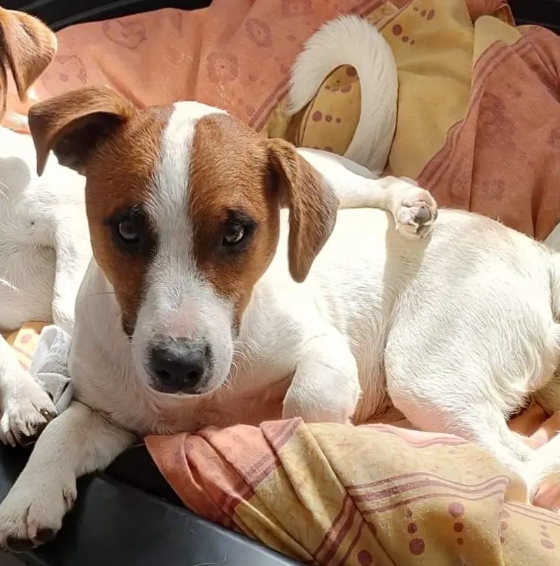 cane perso Chemin de la Dinais 53500 Saint-Pierre-des-Landes Rocky cane lost Chemin de la Dinais 53500 Saint-Pierre-des-Landes Rocky