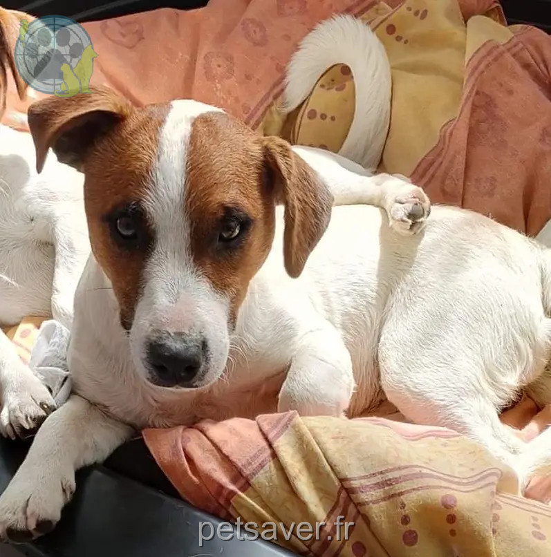 dog lost Chemin de la Dinais 53500 Saint-Pierre-des-Landes Rocky dog lost Chemin de la Dinais 53500 Saint-Pierre-des-Landes Rocky