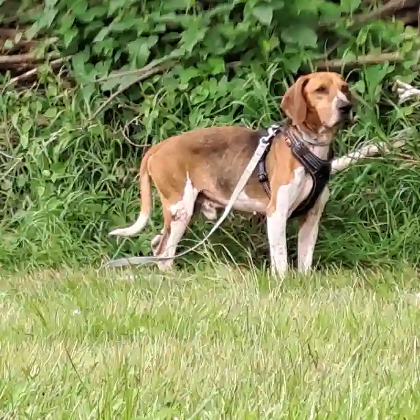 Chien Perdu 53 Mayenne - Valos Chien Perdu 53 Mayenne - Valos