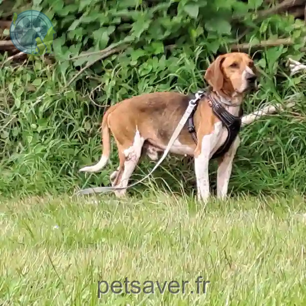 Chien Perdu 53 Mayenne - Valos Chien Perdu 53 Mayenne - Valos