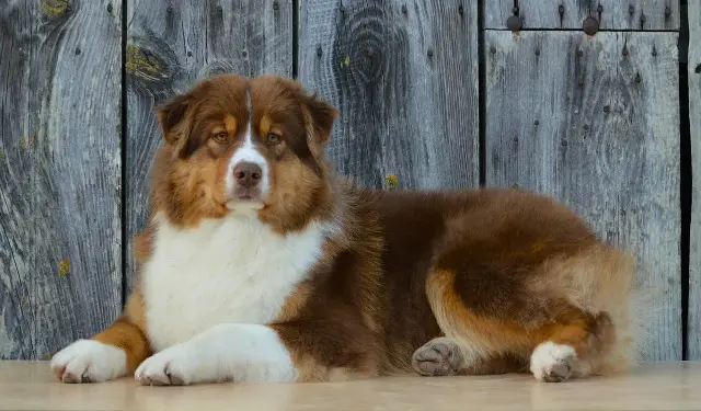 chien lost   54110 Varangéville Angel