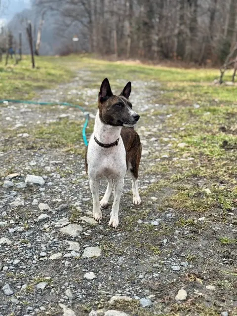 chien lost   54840 Bois-de-Haye Jacky