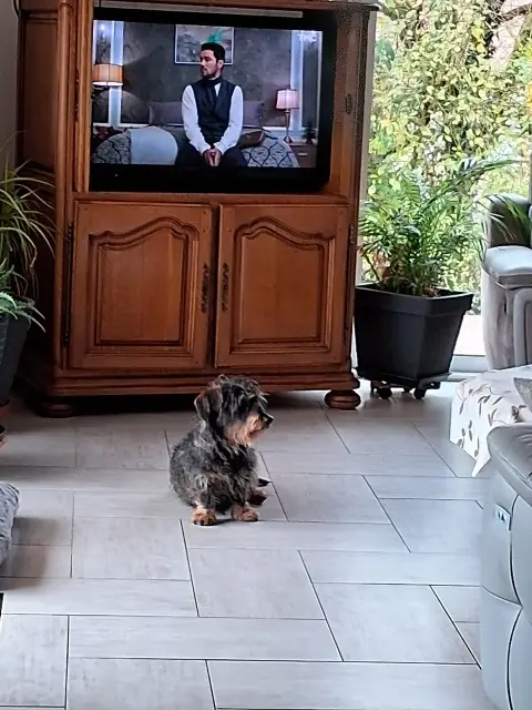chien lost   54610 Éply Gibus