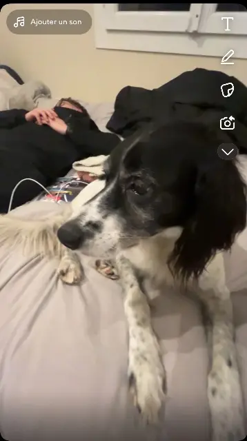 Hund lost   54750 Trieux largo