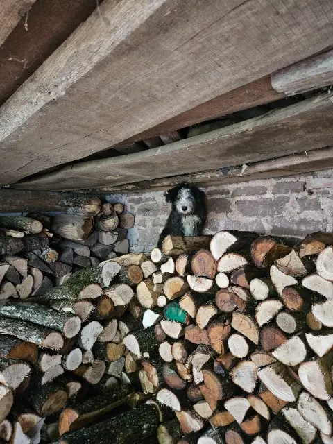 Hund vermisst Nancy Apavicking Hund lost Nancy Apavicking
