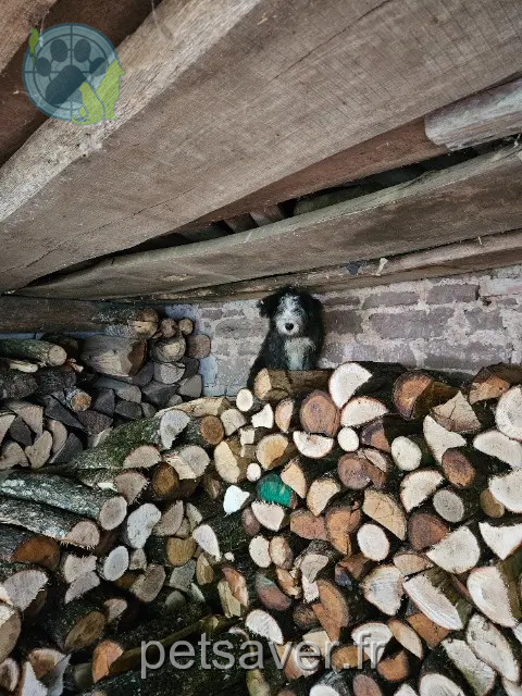 dog lost Nancy Apavicking dog lost Nancy Apavicking