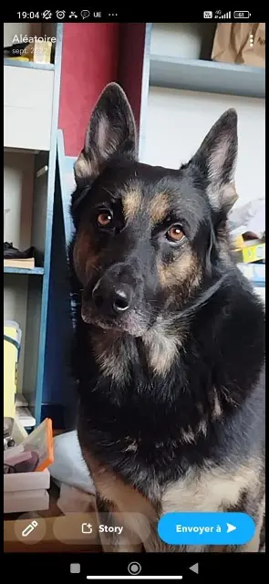 chien lost   54360 Barbonville Oscar