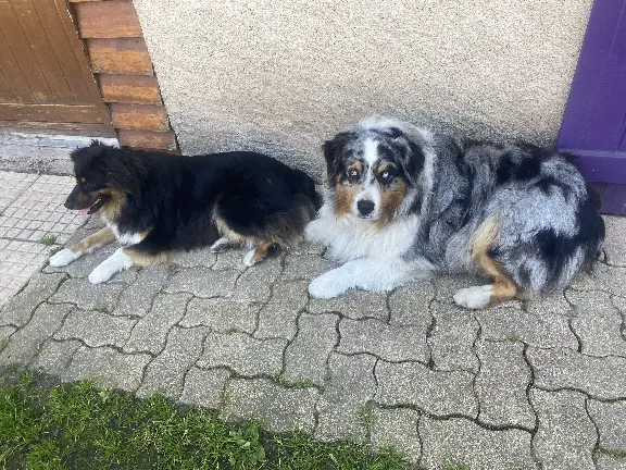 Chien Perdu 54 Meurthe-et-Moselle - Oslo Chien Perdu 54 Meurthe-et-Moselle - Oslo