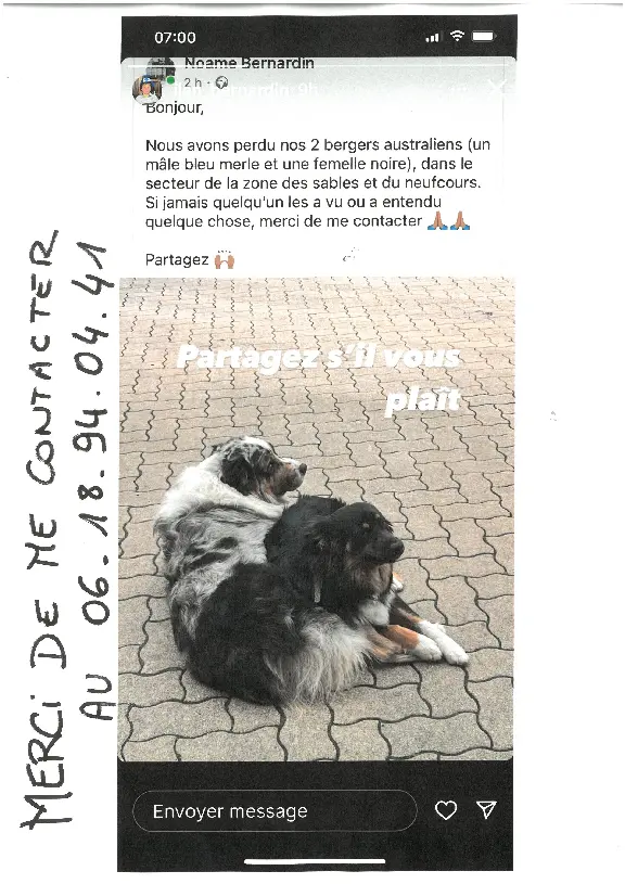 Chien Perdu 54 Meurthe-et-Moselle - Oslo-et-tylou Chien Perdu 54 Meurthe-et-Moselle - Oslo-et-tylou