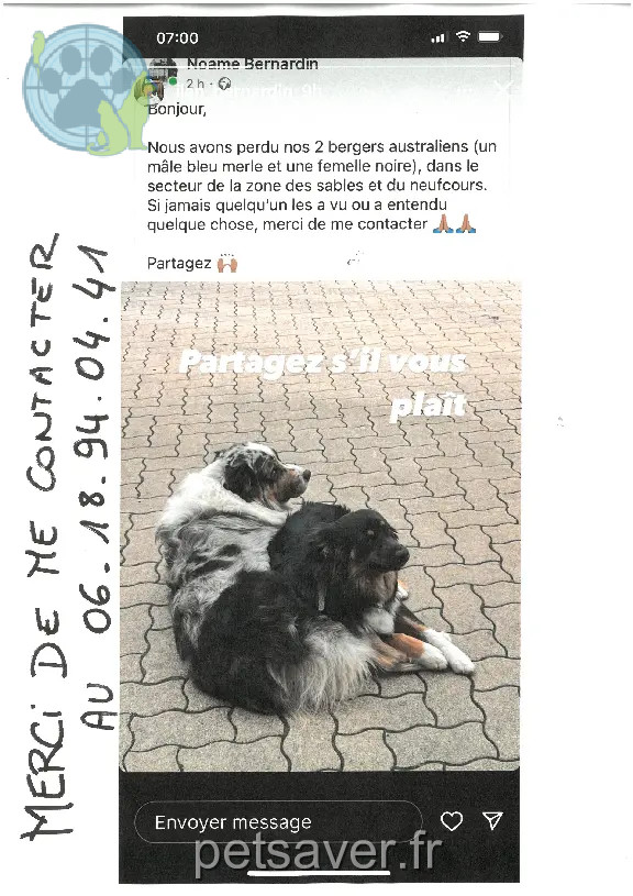 Chien Perdu 54 Meurthe-et-Moselle - Oslo-et-tylou Chien Perdu 54 Meurthe-et-Moselle - Oslo-et-tylou
