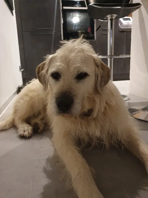 Chien Perdu 54 Meurthe-et-Moselle - Pop Chien Perdu 54 Meurthe-et-Moselle - Pop