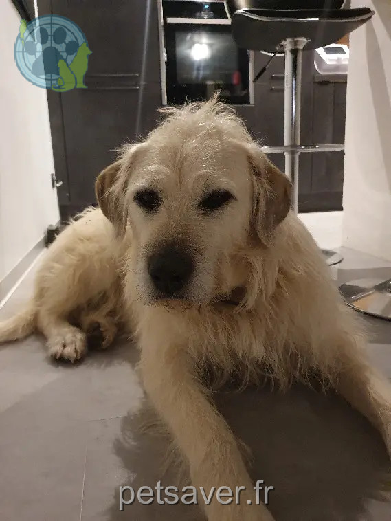 Chien Perdu 54 Meurthe-et-Moselle - Pop Chien Perdu 54 Meurthe-et-Moselle - Pop