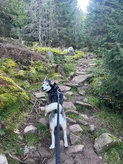 chien lost   54170 Allain Spyki