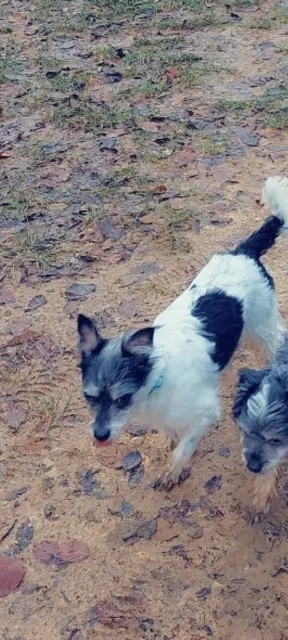 chien lost   54700 Norroy-lès-Pont-à-Mousson Titi