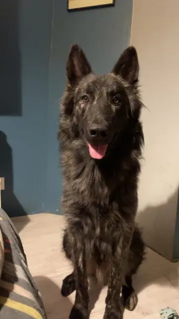 chien lost   54490 Piennes Versace