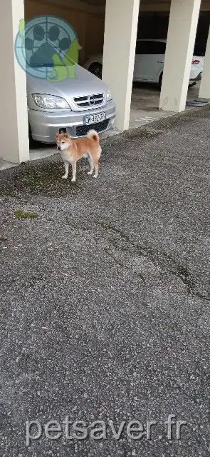 chien lost   54600 Villers-lès-Nancy Yaori