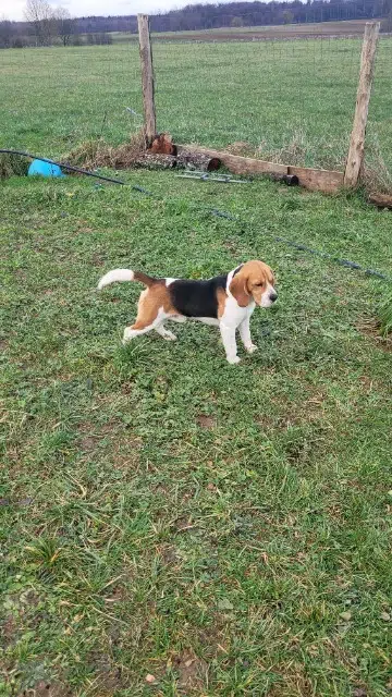 chien lost   55250 Villotte-devant-Louppy Ruben