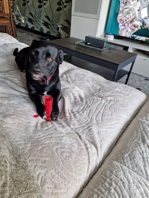 chien lost   55110 Dun-sur-Meuse Snoopy