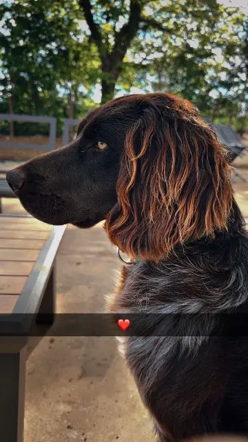 chien lost   55000 Seigneulles VOLTAIRE