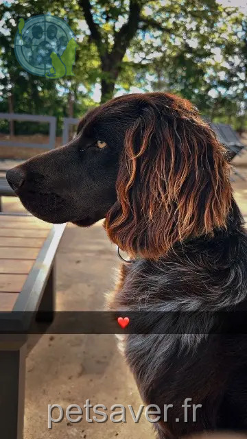 dog lost 55000 Seigneulles VOLTAIRE dog lost 55000 Seigneulles VOLTAIRE