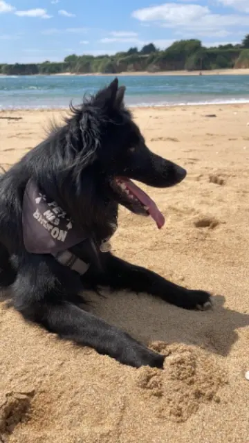 chien lost   56530 Quéven Bandit