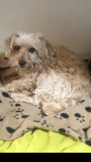 chien lost   56550 Locoal-Mendon Etan