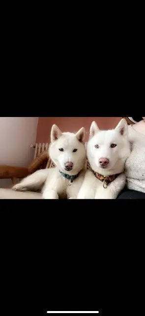 chien lost   56160 Séglien Ghostmichka