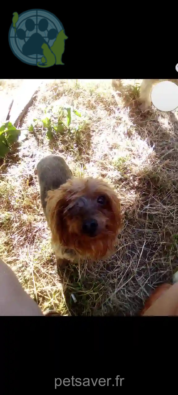 Chien Perdu 56 Morbihan - Guismo Chien Perdu 56 Morbihan - Guismo